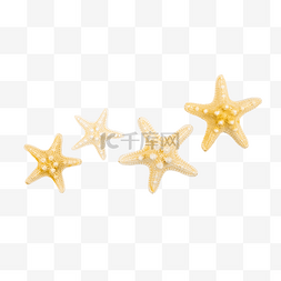 海星动画图片_海洋贝类海星