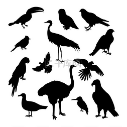一组鸟类剪影矢量插图。
