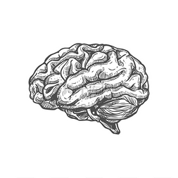 大脑素描图标人体内脏分离的单色