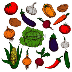 新鲜的土豆图片_农场种植的新鲜绿色卷心菜和黄瓜