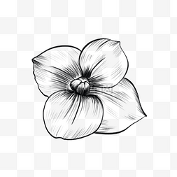 黑白素描花卉图片_素描风格黑白鲜花丁香花雕刻插画