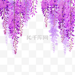 紫色水彩花卉图片_水彩花卉紫藤花紫红色