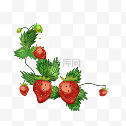 草莓采摘图片_草莓采摘