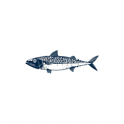 鲭鱼不同种类的远洋鱼类的共同名