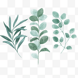 手绘水彩绿色叶子植物