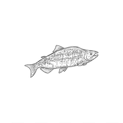 海鲜素描图片_粉红色的三文鱼被隔离的密友或红