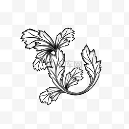 巴洛克茛苕植物花纹装饰