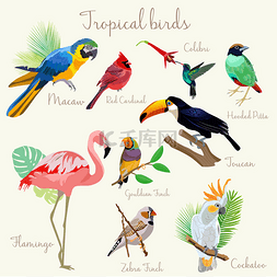 手绘动物火烈鸟图片_色泽鲜艳异国情调的热带鸟设置隔