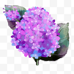 水彩风格紫色丁香花