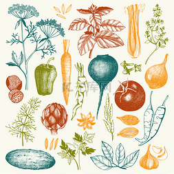 背景手绘卡通厨房图片_蔬菜与药草和香料