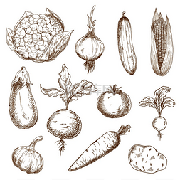 土豆手绘图片_新鲜农场番茄、胡萝卜、洋葱、大