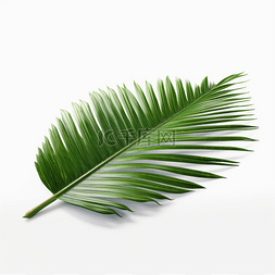 绿色植物椰子树叶