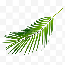 光合作用背景图图片_棕榈叶树木颜色绿色