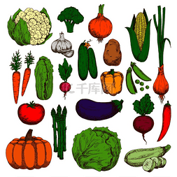 土豆图片_绿色松脆的卷心菜、黄瓜、花椰菜