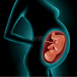胎儿图片_胎儿在​​子宫中的孕妇剪影。