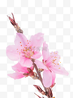 桃花图片_粉色桃花花枝