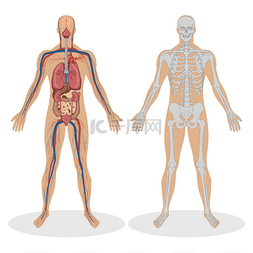 身体结构人体图片_人体解剖学的男人