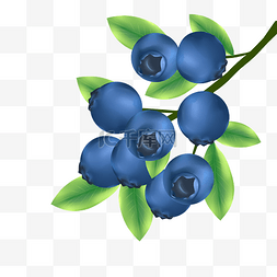 蓝莓浆果水果