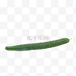 黄瓜栽培图片_新鲜绿色蔬菜黄瓜瓜果