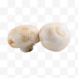 白蘑菇有机野生菌菇