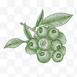 线描叶子线描图片_铜版画绿色线描水果蓝莓