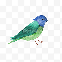 动物爪子卡通图片_蓝绿色水彩鸟类