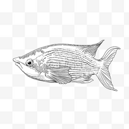 线描小鱼动物