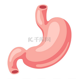 胃内脏图示人体解剖学医疗保健和