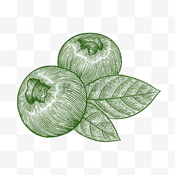 铜版画绿色线描线稿水果蓝莓