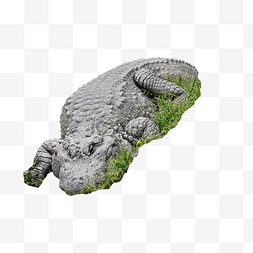活化石图片_保护活化石扬子鳄