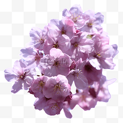春季樱花摄影粉色