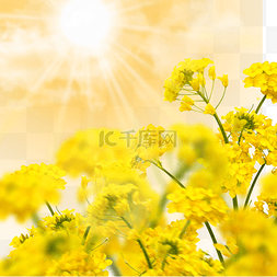 太阳下的花朵图片_阳光下的油菜花