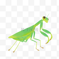 螳螂<br>图片_绿色螳螂刀螂