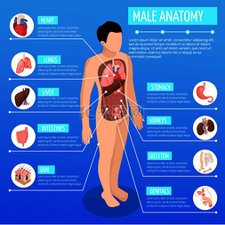 男性解剖学等距海报与人体信息图