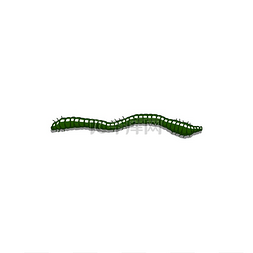 绿色爬行的有毒管状蠕虫孤立的卡