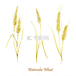 其他功能图片_与小麦的水彩图案
