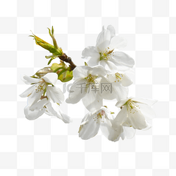 赏樱花png图片图片_樱花花瓣白色树枝植物