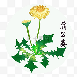 执中药执中药图片_中草药中药植物蒲公英