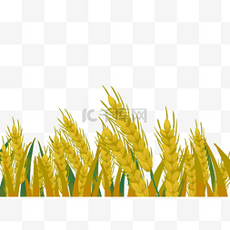 收麦子图片_芒种收麦子
