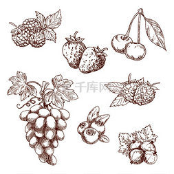 水果和浆果雕刻素描图标与甜香草