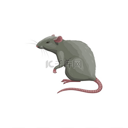 鼠标害虫防治灭鼠和灭鼠服务隔离