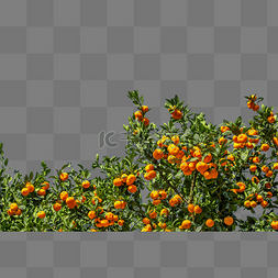 橘子树鲜果橘子