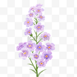 粉紫色婚礼图片_粉紫色勿忘我水彩花卉
