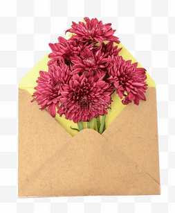 花卉信封图片_雏菊花朵信封