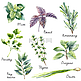 Watercolor collection of fresh herbs isolated.