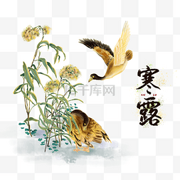 芦苇河边图片_寒露节气二十四节气