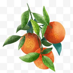 叶子特写图片_橘子水彩风格水果图