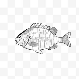 鱼线描图片_素描线描小鱼