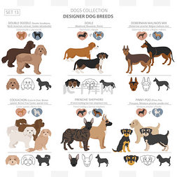 double图片_设计犬，杂交种，杂交种幼犬的集
