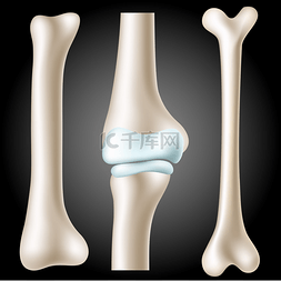 骨图标图片_现实骨集
